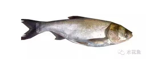 鲢鳙生长过程（鲢鳙花白鲢鱼的摄食与生长）(7)