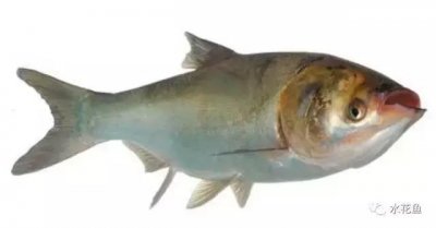 ​鲢鳙生长过程（鲢鳙花白鲢鱼的摄食与生长）