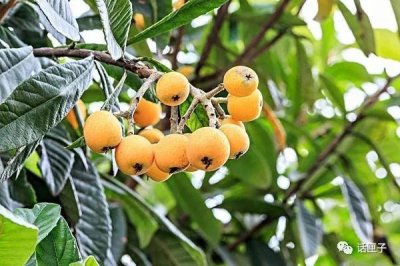 ​回看｜魔都有座枇杷园，周末人气火爆到“不提前预约，不敢去”，原因何在？