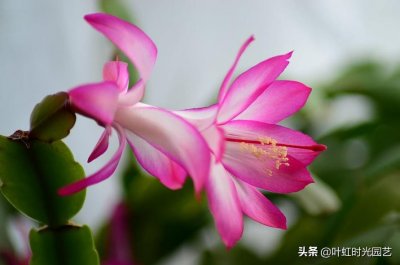 ​蟹爪兰嫁接小妙招，记住这3点，成活率很高！