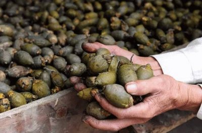 ​槟榔：一只争议之果的“红”与“黑”