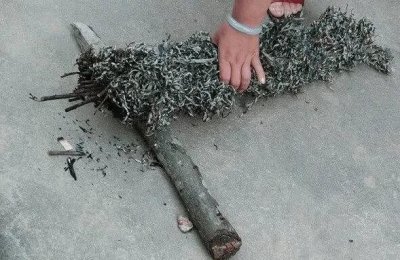 ​夏天就要来了，蚊子就怕“它”，洗净晒干放卧室里，不用挂蚊帐