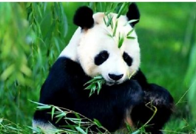 ​你知道大熊猫原本也是吃肉吗？