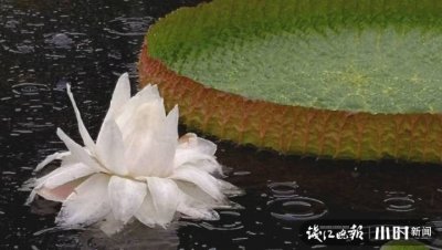 ​美炸了！三潭印月睡莲中的“大姐大”王莲，开了今年的第一朵花