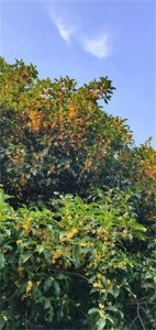 ​八月桂花香，在这五彩斑斓的秋天里，总有一缕香味是属于桂花的