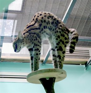 ​山区出现1米长“薮猫”，猫也可以长这么大？究竟是怎么回事？