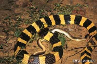 ​眼镜王蛇真的能在五分钟内毒死人？被蛇咬伤怎么办？又该如何处理
