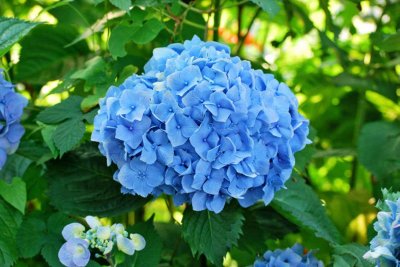 ​伊春适合养什么花，市花和市树是什么
