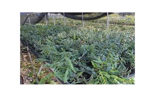种植牙万元时代即将结束,种植牙集采开标平均降幅55% 种植牙万元时代即将结束,种植牙集采开标平均降幅55%