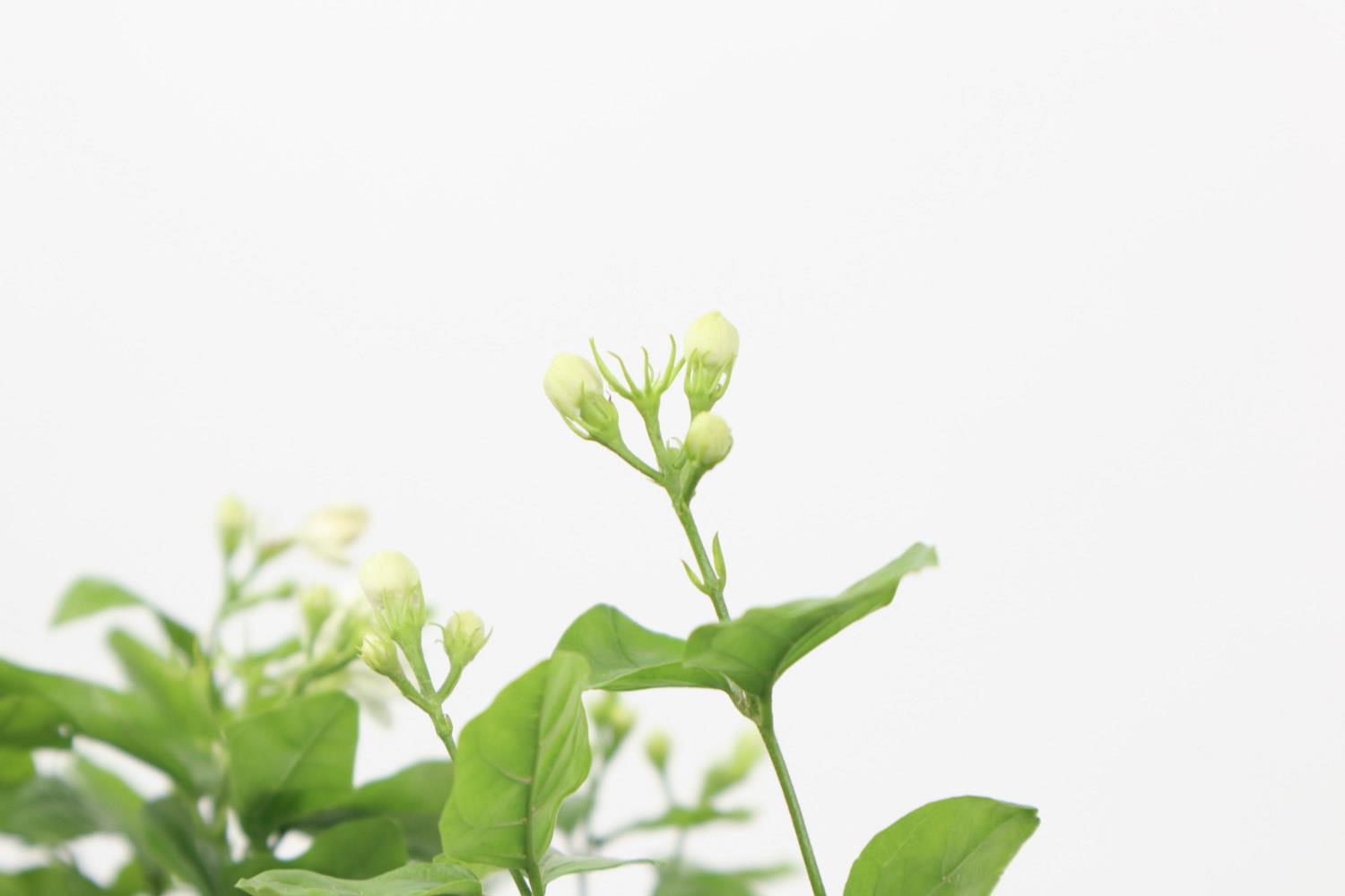 茉莉 茉莉