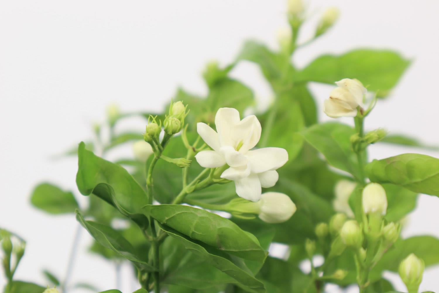 茉莉 茉莉