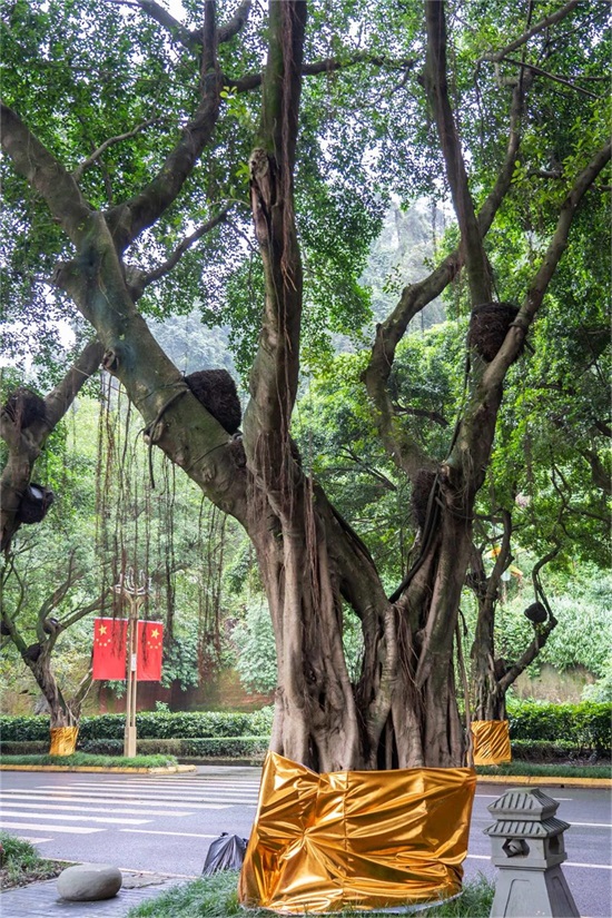 榕树 榕树